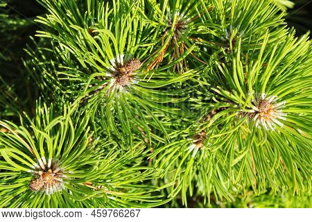 Mountain Pine Tree Pinus Mugo With Buds, Long Branch And Coniferous. Mughus Pumilio Cultivar Dwarf I