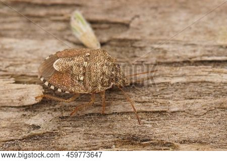 Detailed Closeup On The Small Pentatomid Shield Bug, Staria Lunata