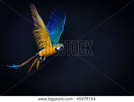 Bunte fliegen Ara auf dunklem Hintergrund
