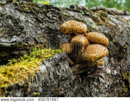 Pholiota Aurivella. Golden-colored Mushrooms Grow On A Tree