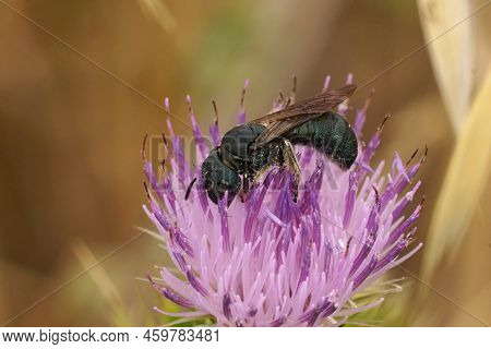 Detailed Natural Closeup On A Mediterranean Small Caprtenter Bee Ceratina Chalcites, On A Purple Thi