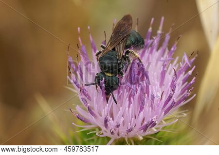 Detailed Natural Closeup On A Mediterranean Small Caprtenter Bee Ceratina Chalcites, On A Purple Thi