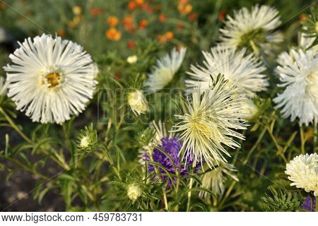 White Needle-like Asters In The Summer Garden In The Setting Sun. Beautiful White Aster Flowers.