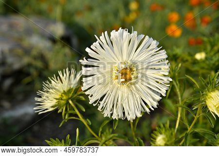 White Needle-like Asters In The Summer Garden In The Setting Sun. Beautiful White Aster Flowers.