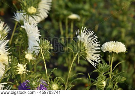 White Needle-like Asters In The Summer Garden In The Setting Sun. Beautiful White Aster Flowers.