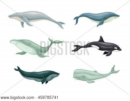 Whale As Aquatic Placental Marine Mammal With Flippers And Large Tail Fin Vector Set