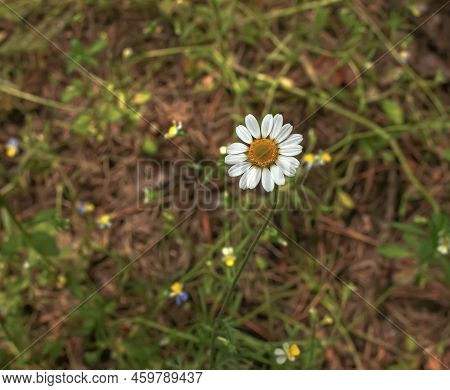 Chamomile Flowers Matricaria Recutita L. Pharmaceutical Camomile. Medicinal Plant Chamomile, Floweri