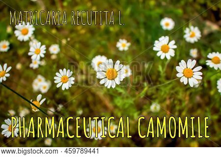Chamomile Flowers Matricaria Recutita L. Pharmaceutical Camomile. Medicinal Plant Chamomile, Floweri