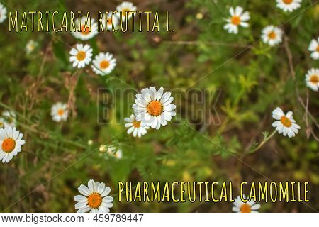 Chamomile Flowers Matricaria Recutita L. Pharmaceutical Camomile. Medicinal Plant Chamomile, Floweri