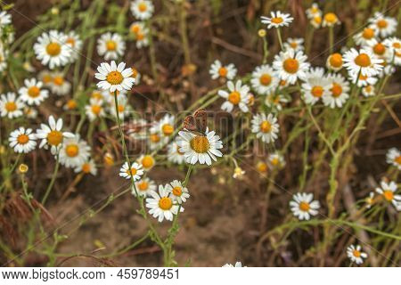 Chamomile Flowers Matricaria Recutita L. Pharmaceutical Camomile. Medicinal Plant Chamomile, Floweri