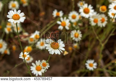 Chamomile Flowers Matricaria Recutita L. Pharmaceutical Camomile. Medicinal Plant Chamomile, Floweri