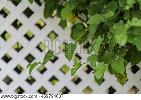 Grape Leafs Diseases. Angular Reddish Brown Spots With Shot-hole Centers On Grape Leaves Caused By A