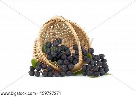 Aronia, Commonly Known As The Chokeberry, With Leaves. Freshly Picked Homegrown Aronia Berries Isola