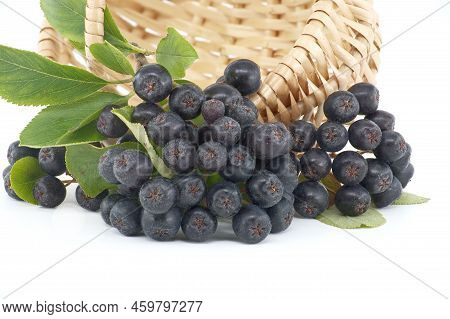 Aronia, Commonly Known As The Chokeberry, With Leaves. Freshly Picked Homegrown Aronia Berries Isola