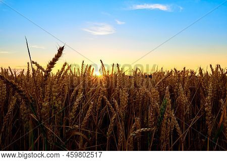 Golden Field With Ripe Wheat Ears At Sunset, Food Crisis And World Hunger Concept, Growing Wheat Spr