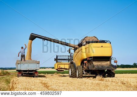 Combine Harvester Pours Grain Into Back Of Tractor In Wheat Field, Harvesting Machine Working At Agr