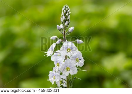 Gentian Speedwell (veronica Gentianoides) Flowers