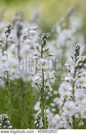 Gentian Speedwell (veronica Gentianoides) Flowers