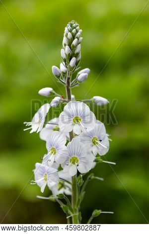 Gentian Speedwell (veronica Gentianoides) Flowers In Bloom