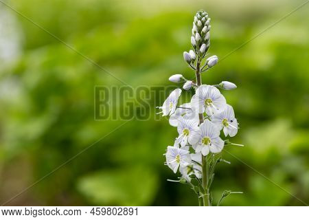 Gentian Speedwell (veronica Gentianoides) Flowers