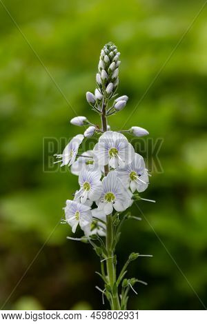 Gentian Speedwell (veronica Gentianoides) Flowers In Bloom