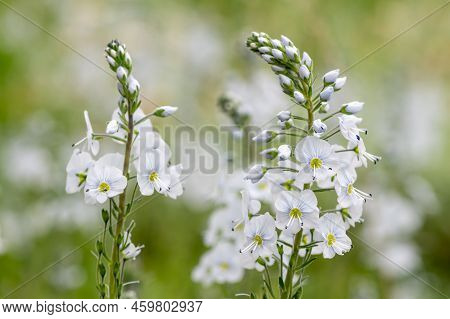 Gentian Speedwell (veronica Gentianoides) Flowers