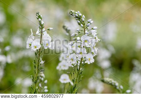 Gentian Speedwell (veronica Gentianoides) Flowers