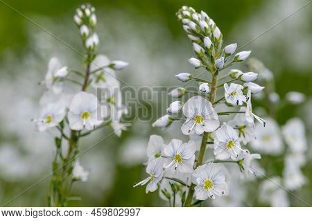 Gentian Speedwell (veronica Gentianoides) Flowers