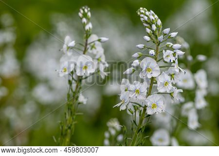 Gentian Speedwell (veronica Gentianoides) Flowers
