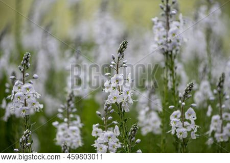 Gentian Speedwell (veronica Gentianoides) Flowers