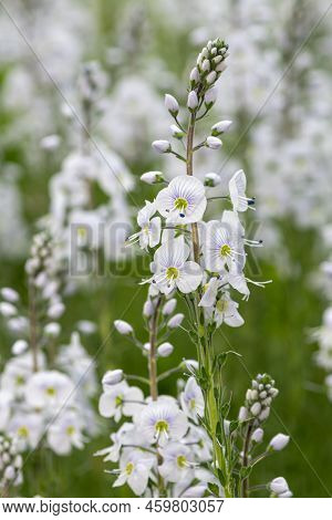 Gentian Speedwell (veronica Gentianoides) Flowers
