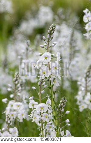 Gentian Speedwell (veronica Gentianoides) Flowers