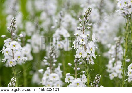 Gentian Speedwell (veronica Gentianoides) Flowers