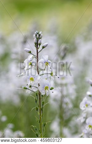 Gentian Speedwell (veronica Gentianoides) Flowers