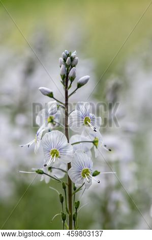 Gentian Speedwell (veronica Gentianoides) Flowers In Bloom