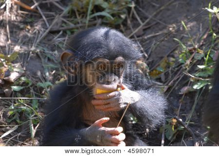 Unge chimpanse