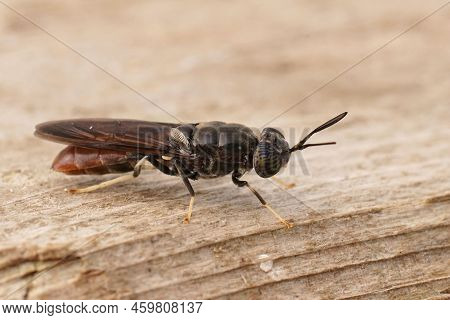 Detailed Closeup On A Cosmopolitian Species, The Black Soldier Fly, Hermetia Illucens Sitting On Woo