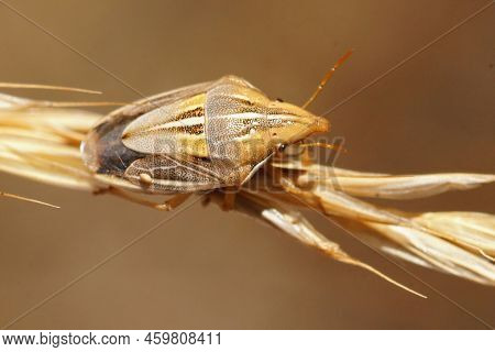 Detailed Closeup On An Adult Mediterranean Pentatomid Bug , Aelia Klugii Sitting On A Grass Straw