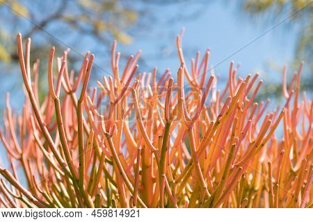 Euphorbia Tirucalli Milk Bush With Succulent Branches Natural Background
