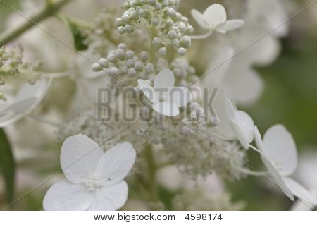 White Delicate Flowers