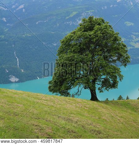 Old Sycamore Maple Tree Growing Above Lake Brienzersee.