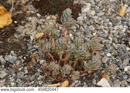 Closeup On An Aggregation Of Mediterranean Pale Stonecrop Plants, Petrosedum Sediforme At The Roadsi