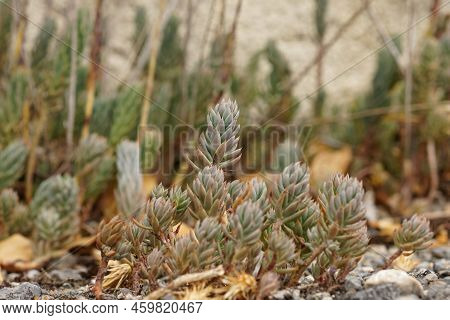 Closeup On An Aggregation Of Mediterranean Pale Stonecrop Plants, Petrosedum Sediforme At The Roadsi