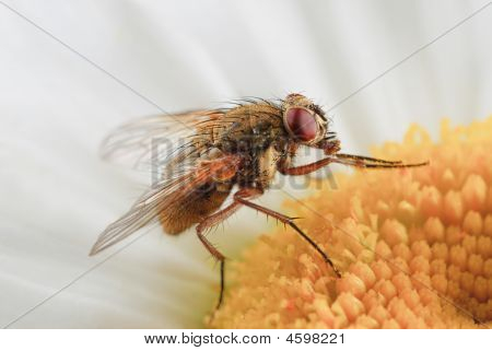 ฟลาย - Tachinidae