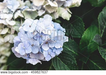 Close-up, White Flowers On A Bush, Natural Background.