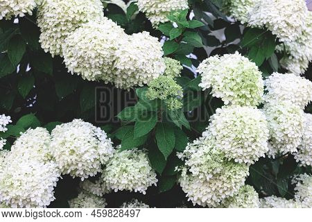 Close-up, White Flowers On A Bush, Natural Background.