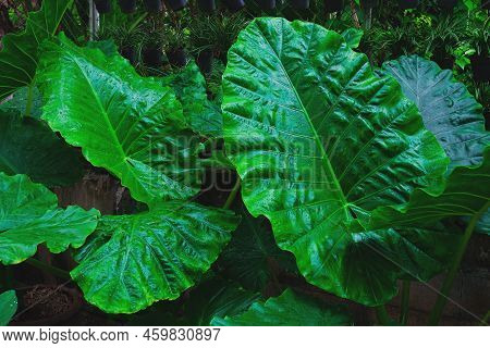 Alocasia Odora Foliage  Or Giant Upright Elephant Ear, Exotic Tropical Leaf.