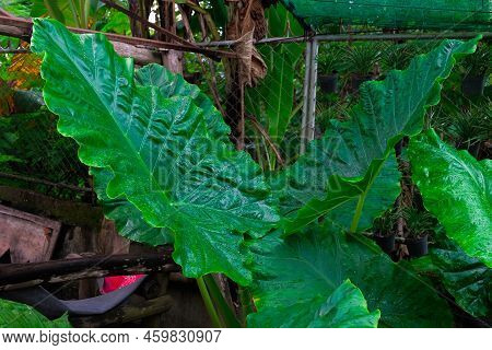 Alocasia Odora Foliage  Or Giant Upright Elephant Ear, Exotic Tropical Leaf.