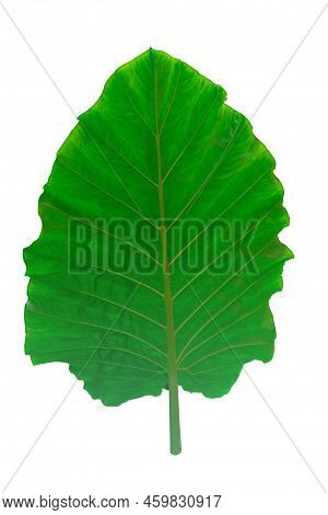 Alocasia Odora Foliage  Or Giant Upright Elephant Ear, Exotic Tropical Leaf.