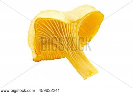 Close-up Of Cantharellus Cibarius Or Golden Chanterelle Or Girolle Isolated On White Background